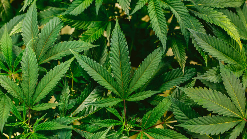 Cannabis Extraction Hightech Labs